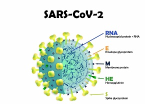 О результатах молекулярно-генетического мониторинга за возбудителем новой коронавирусной инфекции SARS-CoV-2