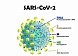 О результатах молекулярно-генетического мониторинга за возбудителем новой коронавирусной инфекции SARS-CoV-2