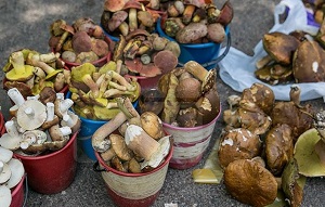 Профилактика отравлений грибами.