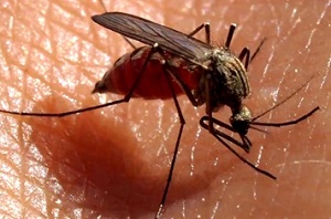 О ситуации по малярии в Краснодарском крае