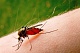 О профилактике укусов комаров