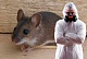 Об инфекционных заболеваниях, передающихся крысами